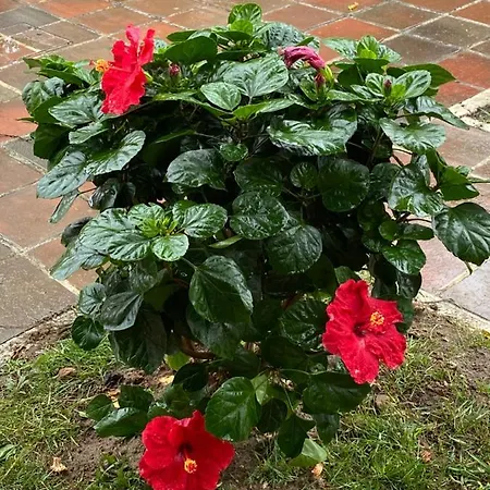 مزرعة للإقامة Charm Azenha Dobidos Farm *