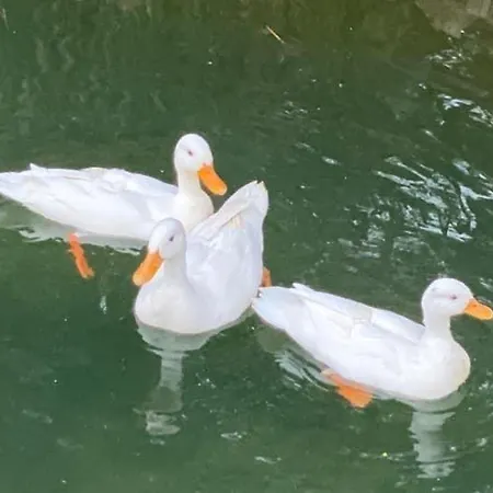 Charm Azenha Dobidos Farm * Olho Marinho