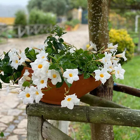 Charm Azenha Dobidos Farm