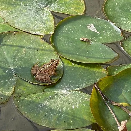 Charm Azenha Dobidos Farm Gospodarstwo agroturystyczne Olho Marinho
