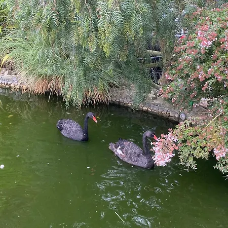 Charm Azenha Dobidos Farm * Olho Marinho