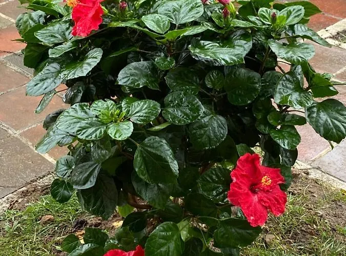 农家乐 Charm Azenha Dobidos Farm *