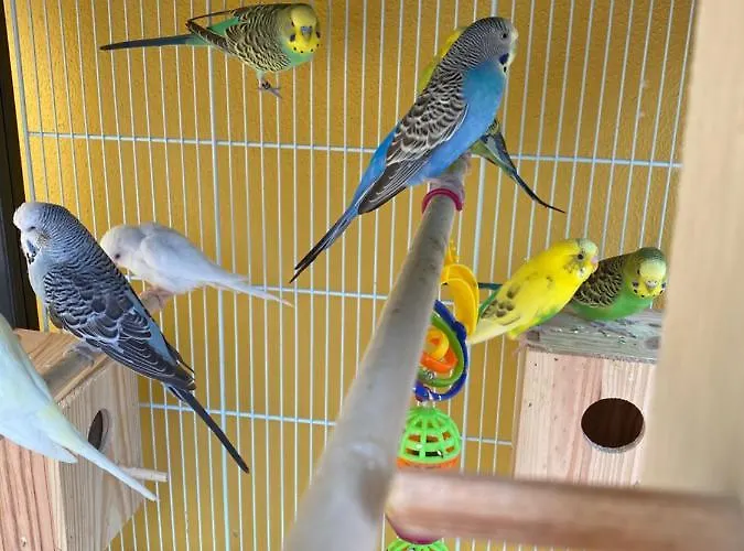 农家乐 Charm Azenha Dobidos Farm