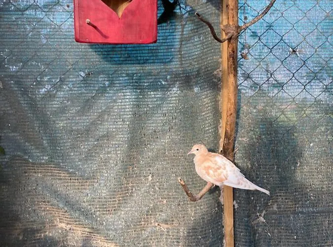 Charm Azenha Dobidos Farm 农家乐 Olho Marinho