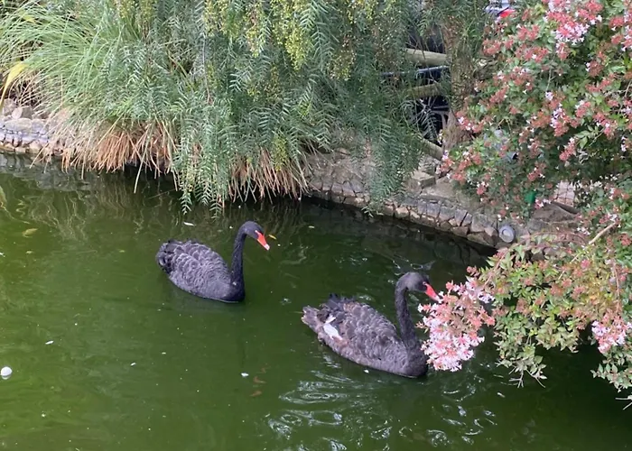 Charm Azenha Dobidos Farm * Olho Marinho